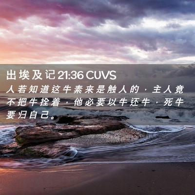 Picture 02 - 出 埃 及 记 21:36 CUVS - 人 若 知 道 这 牛 素 来 是 触 人 的 - Bible Verse Picture