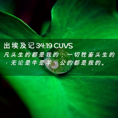 Picture 02 - 出 埃 及 记 34:19 CUVS - 凡 头 生 的 都 是 我 的 ； 一 切 牲 - Bible Verse Picture