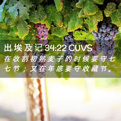 Picture 02 - 出 埃 及 记 34:22 CUVS - 在 收 割 初 熟 麦 子 的 时 候 要 守 - Bible Verse Picture