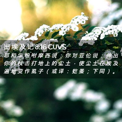 Picture 02 - 出 埃 及 记 8:16 CUVS - 耶 和 华 吩 咐 摩 西 说 ： 你 对 亚 - Bible Verse Picture