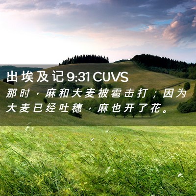 Picture 02 - 出 埃 及 记 9:31 CUVS - 那 时 ， 麻 和 大 麦 被 雹 击 打 ； - Bible Verse Picture