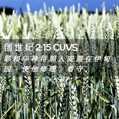 Picture 02 - 创 世 纪 2:15 CUVS - 耶 和 华 神 将 那 人 安 置 在 伊 甸 - Bible Verse Picture