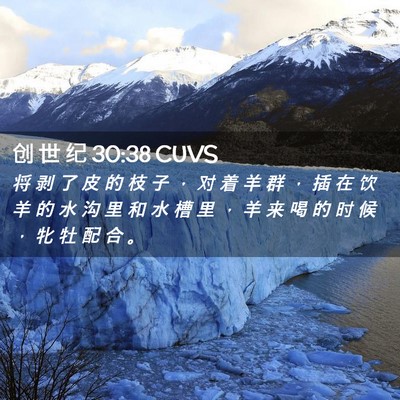 Picture 02 - 创 世 纪 30:38 CUVS - 将 剥 了 皮 的 枝 子 ， 对 着 羊 群 - Bible Verse Picture