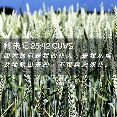 Picture 02 - 利 未 记 25:42 CUVS - 因 为 他 们 是 我 的 仆 人 ， 是 我 - Bible Verse Picture