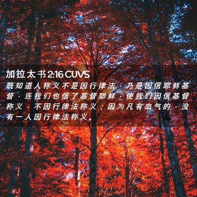 Picture 02 - 加 拉 太 书 2:16 CUVS - 既 知 道 人 称 义 不 是 因 行 律 法 - Bible Verse Picture