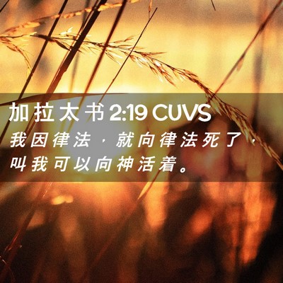 Picture 02 - 加 拉 太 书 2:19 CUVS - 我 因 律 法 ， 就 向 律 法 死 了 ， - Bible Verse Picture