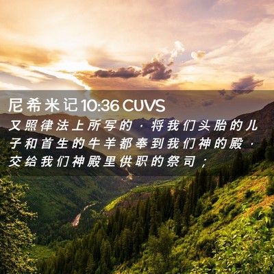 Picture 02 - 尼 希 米 记 10:36 CUVS - 又 照 律 法 上 所 写 的 ， 将 我 们 - Bible Verse Picture