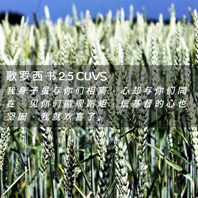 Picture 02 - 歌 罗 西 书 2:5 CUVS - 我 身 子 虽 与 你 们 相 离 ， 心 却 - Bible Verse Picture