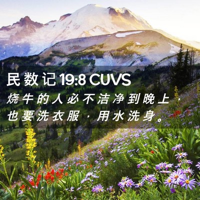 Picture 02 - 民 数 记 19:8 CUVS - 烧 牛 的 人 必 不 洁 净 到 晚 上 ， - Bible Verse Picture