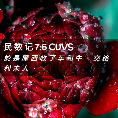 Picture 02 - 民 数 记 7:6 CUVS - 於 是 摩 西 收 了 车 和 牛 ， 交 给 - Bible Verse Picture