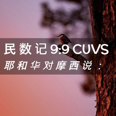 Picture 02 - 民 数 记 9:9 CUVS - 耶 和 华 对 摩 西 说 - Bible Verse Picture