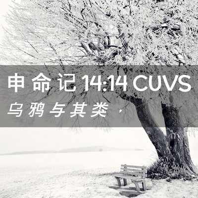 Picture 02 - 申 命 记 14:14 CUVS - 乌 鸦 与 其 类 - Bible Verse Picture