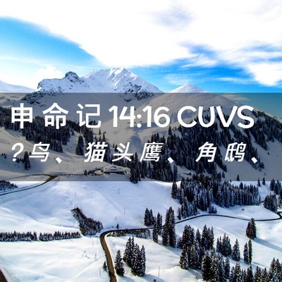 Picture 02 - 申 命 记 14:16 CUVS - ? 鸟 、 猫 头 鹰 、 角 鸱 - Bible Verse Picture