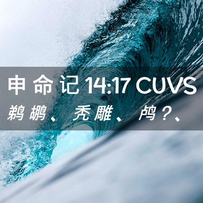 Picture 02 - 申 命 记 14:17 CUVS - 鹈 鹕 、 秃 雕 、 鸬 ? - Bible Verse Picture