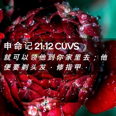 Picture 02 - 申 命 记 21:12 CUVS - 就 可 以 领 他 到 你 家 里 去 ； 他 - Bible Verse Picture