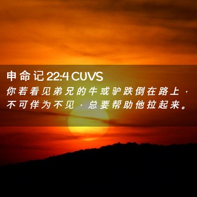 Picture 02 - 申 命 记 22:4 CUVS - 你 若 看 见 弟 兄 的 牛 或 驴 跌 倒 - Bible Verse Picture