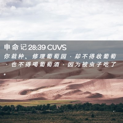 Picture 02 - 申 命 记 28:39 CUVS - 你 栽 种 、 修 理 葡 萄 园 ， 却 不 - Bible Verse Picture