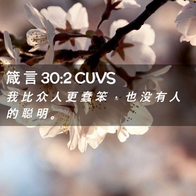 Picture 02 - 箴 言 30:2 CUVS - 我 比 众 人 更 蠢 笨 ， 也 没 有 人 - Bible Verse Picture