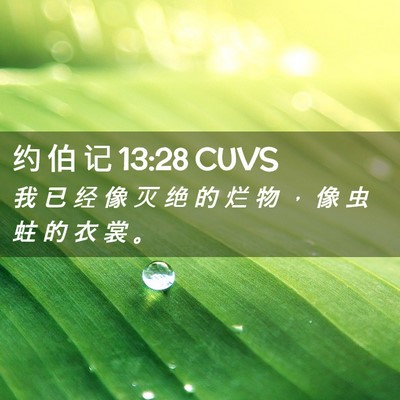 Picture 02 - 约 伯 记 13:28 CUVS - 我 已 经 像 灭 绝 的 烂 物 ， 像 虫 - Bible Verse Picture