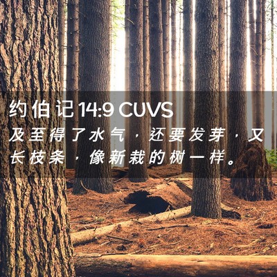 Picture 02 - 约 伯 记 14:9 CUVS - 及 至 得 了 水 气 ， 还 要 发 芽 ， - Bible Verse Picture
