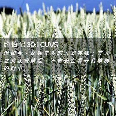 Picture 02 - 约 伯 记 30:1 CUVS - 但 如 今 ， 比 我 年 少 的 人 戏 笑 - Bible Verse Picture