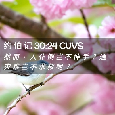 Picture 02 - 约 伯 记 30:24 CUVS - 然 而 ， 人 仆 倒 岂 不 伸 手 ？ 遇 - Bible Verse Picture