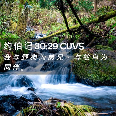 Picture 02 - 约 伯 记 30:29 CUVS - 我 与 野 狗 为 弟 兄 ， 与 鸵 鸟 为 - Bible Verse Picture