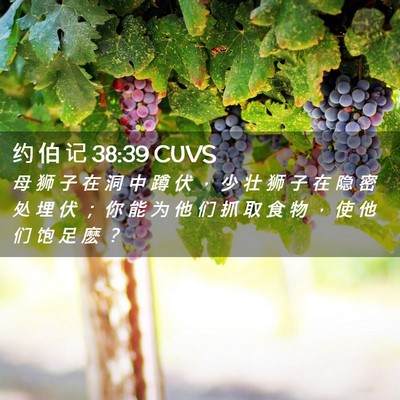 Picture 02 - 约 伯 记 38:39 CUVS - 母 狮 子 在 洞 中 蹲 伏 ， 少 壮 狮 - Bible Verse Picture