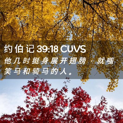 Picture 02 - 约 伯 记 39:18 CUVS - 他 几 时 挺 身 展 开 翅 膀 ， 就 嗤 - Bible Verse Picture