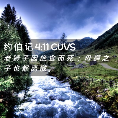 Picture 02 - 约 伯 记 4:11 CUVS - 老 狮 子 因 绝 食 而 死 ； 母 狮 之 - Bible Verse Picture