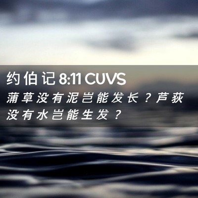 Picture 02 - 约 伯 记 8:11 CUVS - 蒲 草 没 有 泥 岂 能 发 长 ？ 芦 荻 - Bible Verse Picture