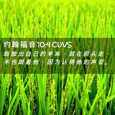 Picture 02 - 约 翰 福 音 10:4 CUVS - 既 放 出 自 己 的 羊 来 ， 就 在 前 - Bible Verse Picture