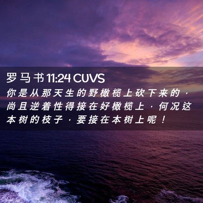 Picture 02 - 罗 马 书 11:24 CUVS - 你 是 从 那 天 生 的 野 橄 榄 上 砍 - Bible Verse Picture