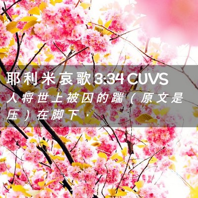 Picture 02 - 耶 利 米 哀 歌 3:34 CUVS - 人 将 世 上 被 囚 的 踹 （ 原 文 是 - Bible Verse Picture