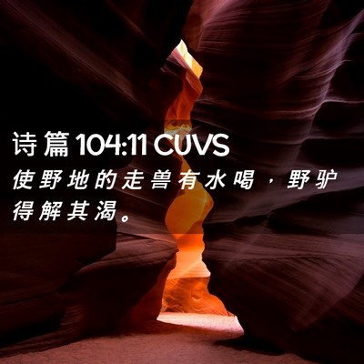 Picture 02 - 诗 篇 104:11 CUVS - 使 野 地 的 走 兽 有 水 喝 ， 野 驴 - Bible Verse Picture