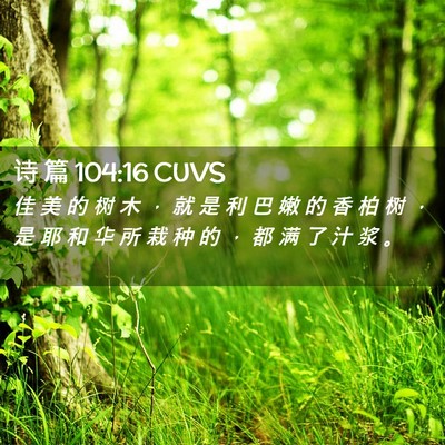Picture 02 - 诗 篇 104:16 CUVS - 佳 美 的 树 木 ， 就 是 利 巴 嫩 的 - Bible Verse Picture