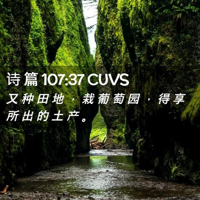 Picture 02 - 诗 篇 107:37 CUVS - 又 种 田 地 ， 栽 葡 萄 园 ， 得 享 - Bible Verse Picture