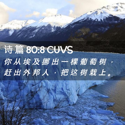 Picture 02 - 诗 篇 80:8 CUVS - 你 从 埃 及 挪 出 一 棵 葡 萄 树 ， - Bible Verse Picture