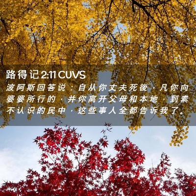 Picture 02 - 路 得 记 2:11 CUVS - 波 阿 斯 回 答 说 ： 自 从 你 丈 夫 - Bible Verse Picture