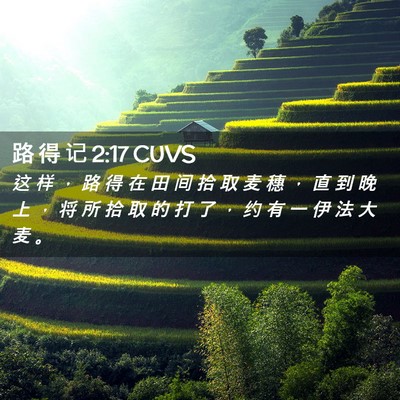 Picture 02 - 路 得 记 2:17 CUVS - 这 样 ， 路 得 在 田 间 拾 取 麦 穗 - Bible Verse Picture