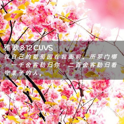 Picture 02 - 雅 歌 8:12 CUVS - 我 自 己 的 葡 萄 园 在 我 面 前 。 - Bible Verse Picture