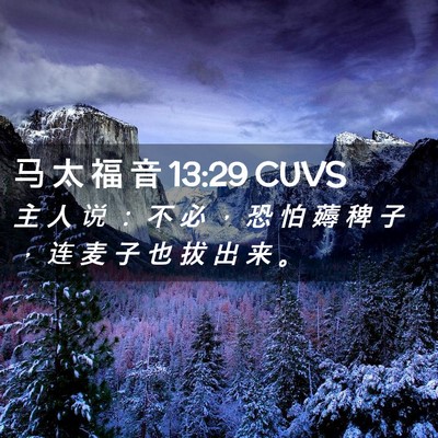 Picture 02 - 马 太 福 音 13:29 CUVS - 主 人 说 ： 不 必 ， 恐 怕 薅 稗 子 - Bible Verse Picture