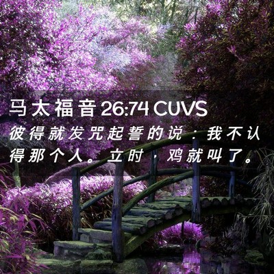 Picture 02 - 马 太 福 音 26:74 CUVS - 彼 得 就 发 咒 起 誓 的 说 ： 我 不 - Bible Verse Picture
