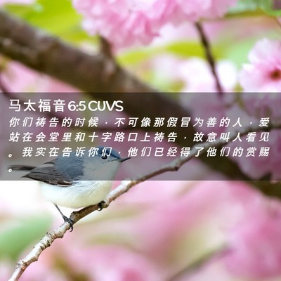 Picture 02 - 马 太 福 音 6:5 CUVS - 你 们 祷 告 的 时 候 ， 不 可 像 那 - Bible Verse Picture