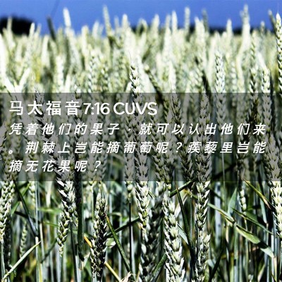 Picture 02 - 马 太 福 音 7:16 CUVS - 凭 着 他 们 的 果 子 ， 就 可 以 认 - Bible Verse Picture