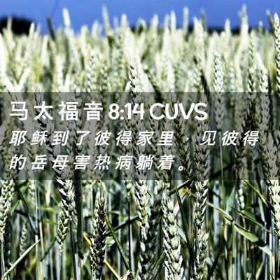 Picture 02 - 马 太 福 音 8:14 CUVS - 耶 稣 到 了 彼 得 家 里 ， 见 彼 得 - Bible Verse Picture