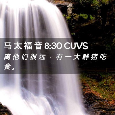 Picture 02 - 马 太 福 音 8:30 CUVS - 离 他 们 很 远 ， 有 一 大 群 猪 吃 - Bible Verse Picture