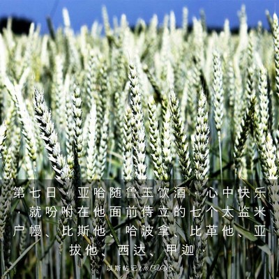 Picture 03 - 以 斯 帖 记 1:10 CUVS - 第 七 日 ， 亚 哈 随 鲁 王 饮 酒 ， - Bible Verse Picture