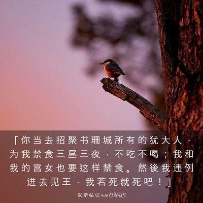 Picture 03 - 以 斯 帖 记 4:16 CUVS - 「 你 当 去 招 聚 书 珊 城 所 有 的 - Bible Verse Picture