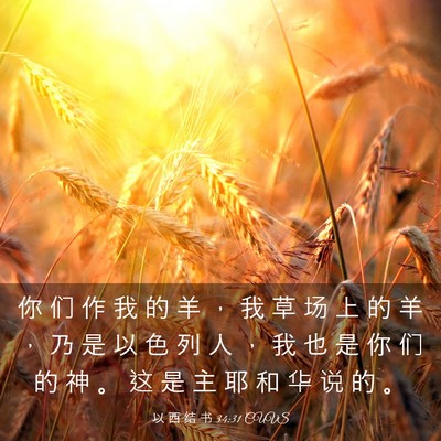 Picture 03 - 以 西 结 书 34:31 CUVS - 你 们 作 我 的 羊 ， 我 草 场 上 的 - Bible Verse Picture